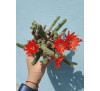 Кактус Хамецереус Сильвестра (Chamaecereus silvestrii)
